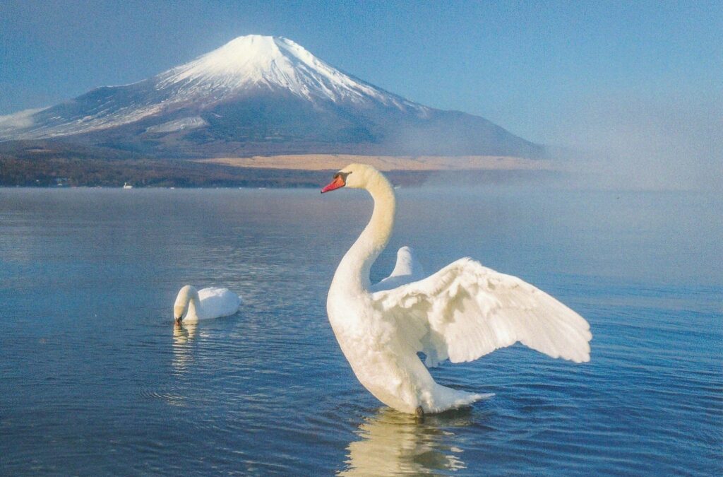 白鳥と富士