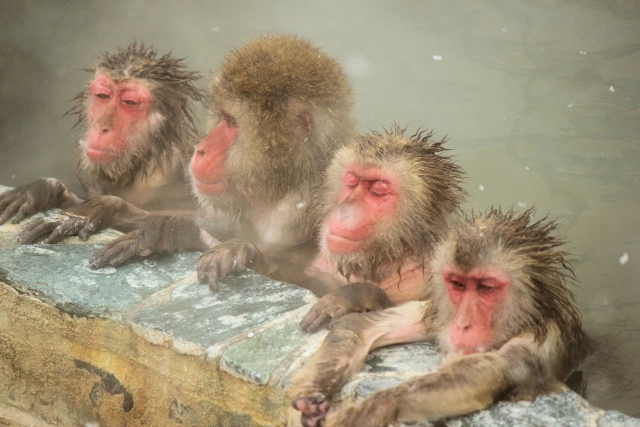 Japanese macaques