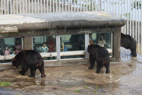 Interacting with bears through glass