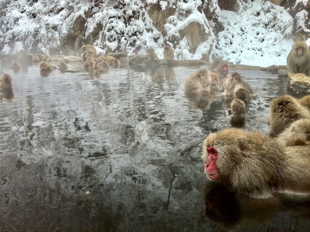 Japanese macaques soaking in the hot springs at Jigokudani Monkey Park